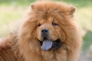 A Chow Chow requires a Large PlexiDor dog door