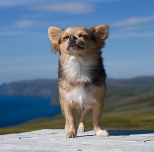 A Chihuahua needs a small or medium PlexiDor dog door