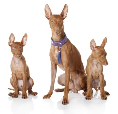 Cirneco dell Etna breed from Sicily