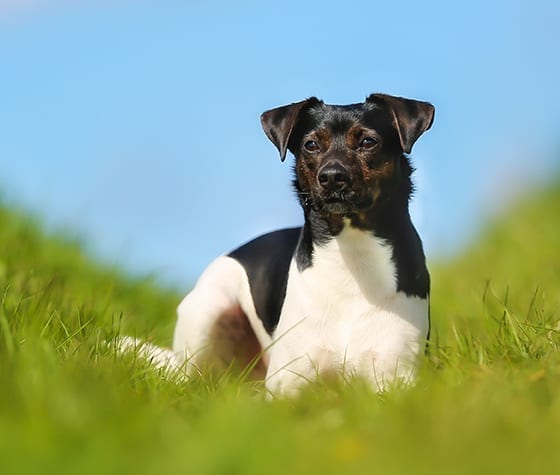 This Danish Swedish Farmdog is black and white and looking alert