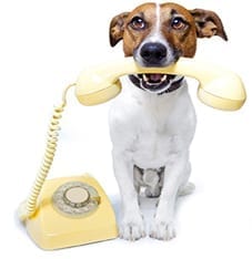 Brown and white dog holding phone receiver in his mouth of old fashioned yellow rotary phone by his side  can help in the office when you brig dogs to work