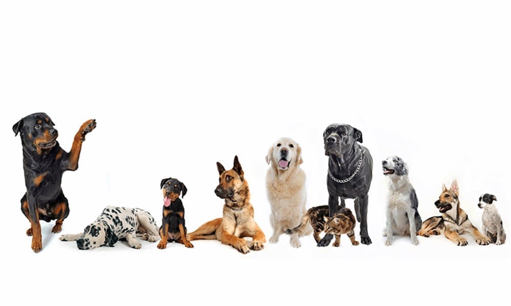 Fila Brasileiro Dog Breed Pictures, 1  Dog breeds pictures, Dog breeds,  Dogs