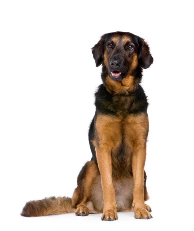 The Hovawart dog dates back to medieval times in its black and brown coat.