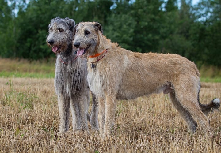 These two Irish Wolfhounds, needing an extra large PlexiDor Dog Door, are standing in a harvested field with green trees in the background