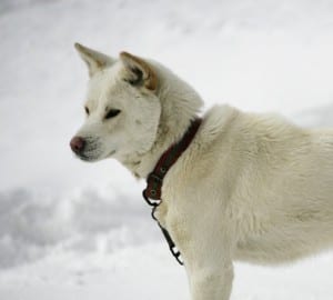 A Jindo requires a large PlexiDor dog door