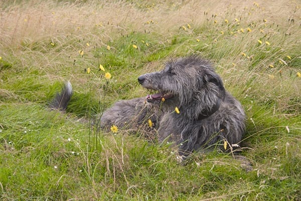 The Scottish Deerhound laying in a field with yellow flowers requires an extra large PlexiDor dog door