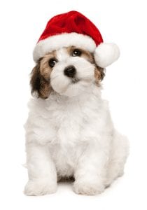 Puppy santa