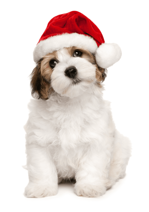 Puppy in Santa hat thinking about safety tips for pets