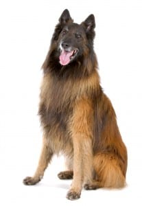 Tervuren