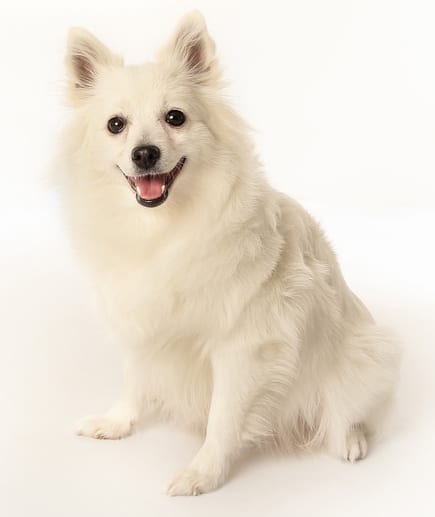 The Volpino Italiano needs a medium Plexidor dog door